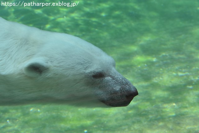 2018年7月 とくしま動物園 その1_a0052986_7251047.jpg