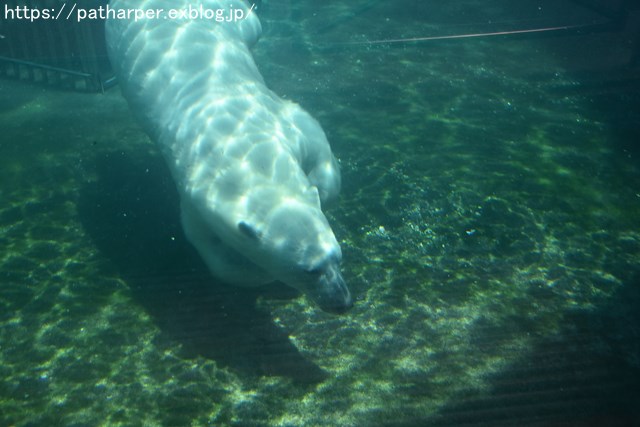 2018年7月 とくしま動物園 その1_a0052986_7265118.jpg