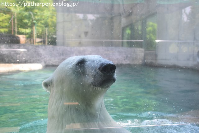 2018年7月 とくしま動物園 その1_a0052986_7273739.jpg