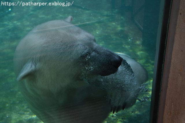 2018年7月 とくしま動物園 その1_a0052986_728461.jpg