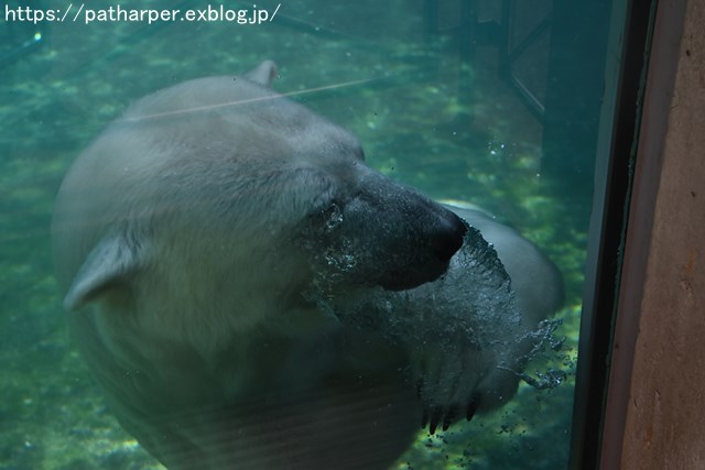 ２０１８年７月　とくしま動物園　その１_a0052986_728461.jpg