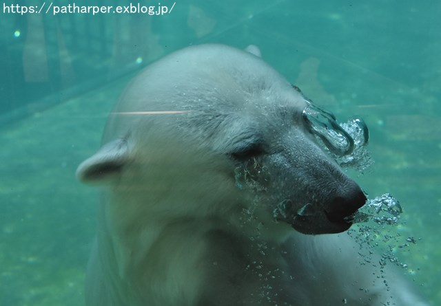2018年7月 とくしま動物園 その1_a0052986_7292415.jpg