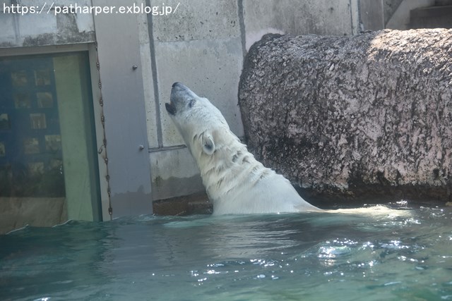 2018年7月 とくしま動物園 その1_a0052986_7294360.jpg
