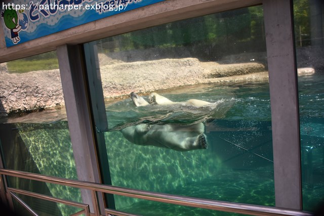 ２０１８年７月　とくしま動物園　その１_a0052986_729679.jpg