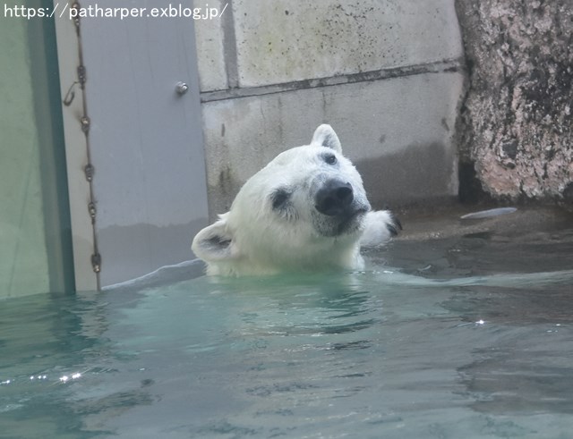 2018年7月 とくしま動物園 その1_a0052986_730497.jpg