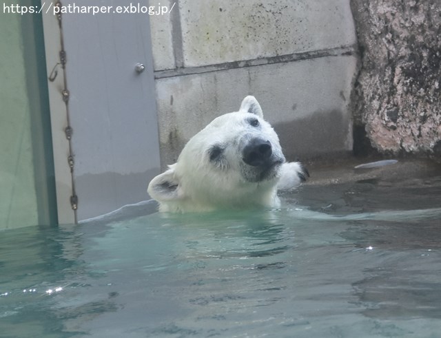 ２０１８年７月　とくしま動物園　その１_a0052986_730497.jpg