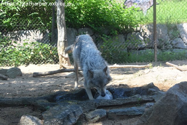 2018年7月 とくしま動物園 その1_a0052986_7341777.jpg