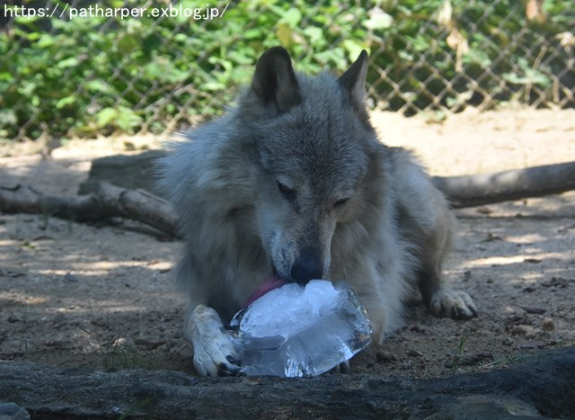 2018年7月 とくしま動物園 その1_a0052986_7375162.jpg