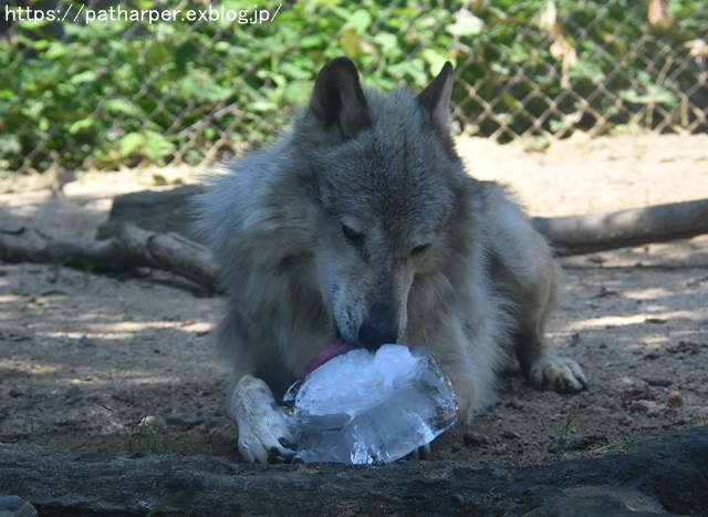 ２０１８年７月　とくしま動物園　その１_a0052986_7375162.jpg