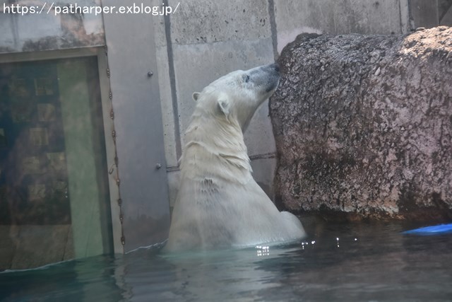 2018年7月 とくしま動物園 その1_a0052986_7384374.jpg