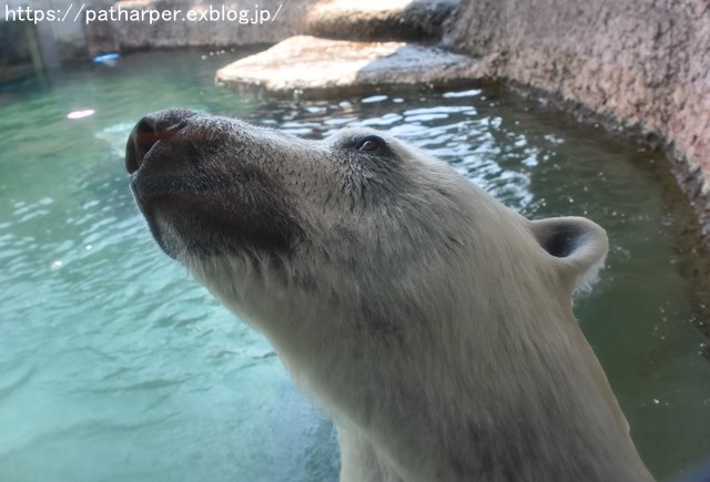 2018年7月 とくしま動物園 その1_a0052986_7393179.jpg