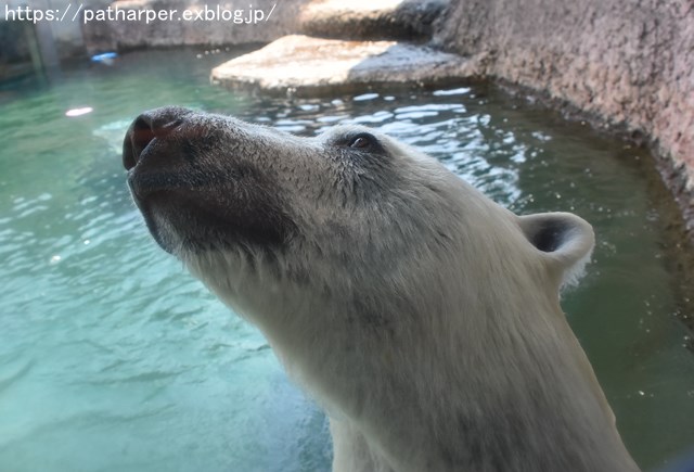 ２０１８年７月　とくしま動物園　その１_a0052986_7393179.jpg