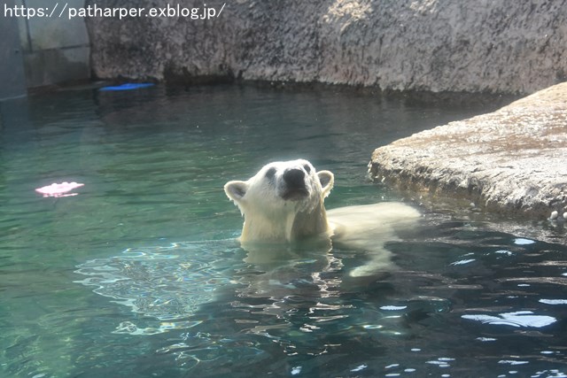 2018年7月 とくしま動物園 その1_a0052986_7424889.jpg