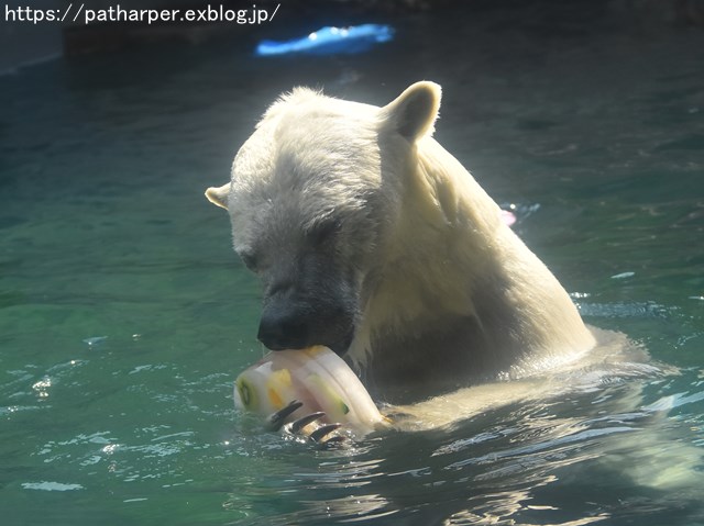 2018年7月 とくしま動物園 その1_a0052986_7432346.jpg