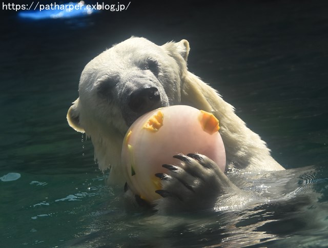 2018年7月 とくしま動物園 その1_a0052986_7434348.jpg