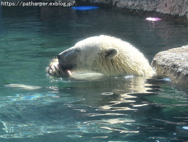 2018年7月 とくしま動物園 その1_a0052986_7443728.jpg