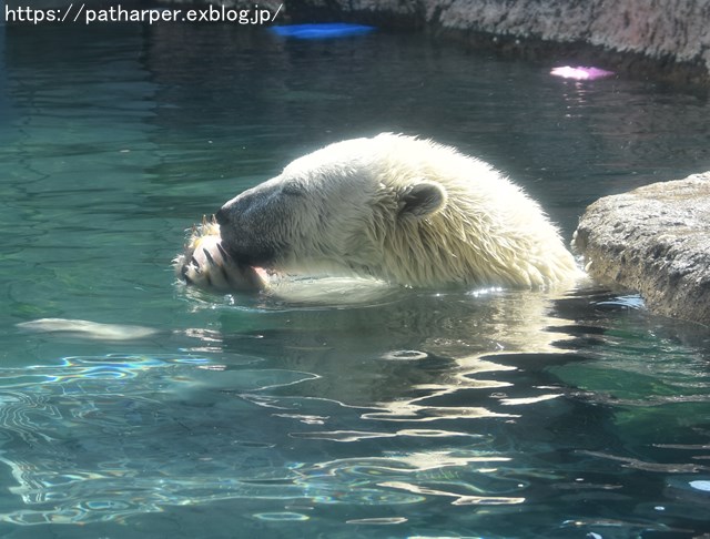 ２０１８年７月　とくしま動物園　その１_a0052986_7443728.jpg