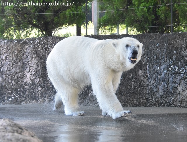 2018年7月 とくしま動物園 その1_a0052986_745099.jpg