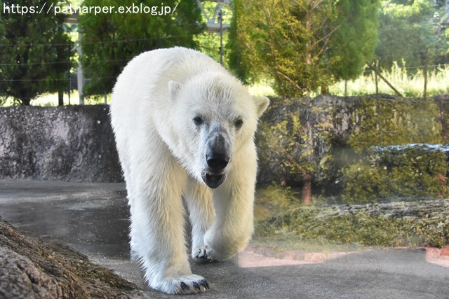 2018年7月 とくしま動物園 その1_a0052986_7451667.jpg