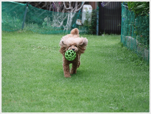 b0175688_20190286.gif
