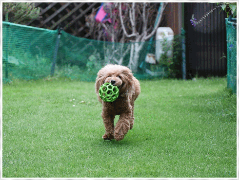 b0175688_20190666.gif