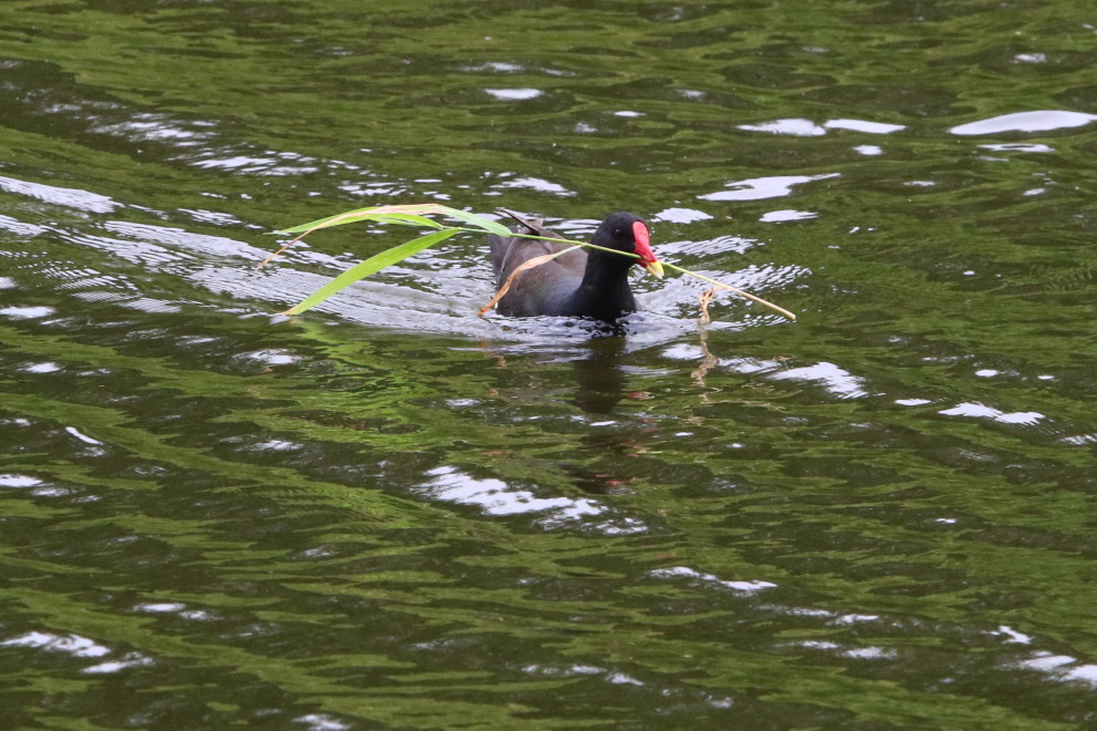 カイツブリ　M公園でも雛確認_c0360399_22124107.jpg