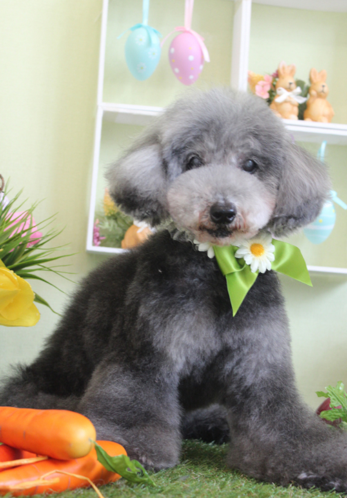 Happy Birthday to Shun ＆　近況報告_e0149903_16095089.jpg