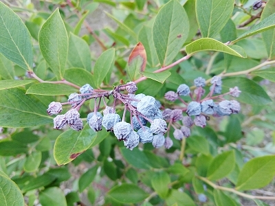 e0289203_10183916.jpg