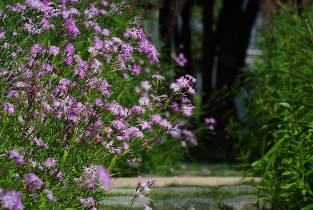 暑い夏に咲く涼し気な色のお花たち_e0336214_14421504.jpg