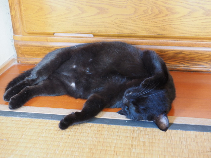 くうちゃんの無防備な寝姿_c0116915_00001717.jpg
