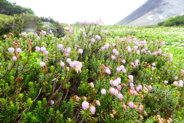 d0170615_10083450.jpg