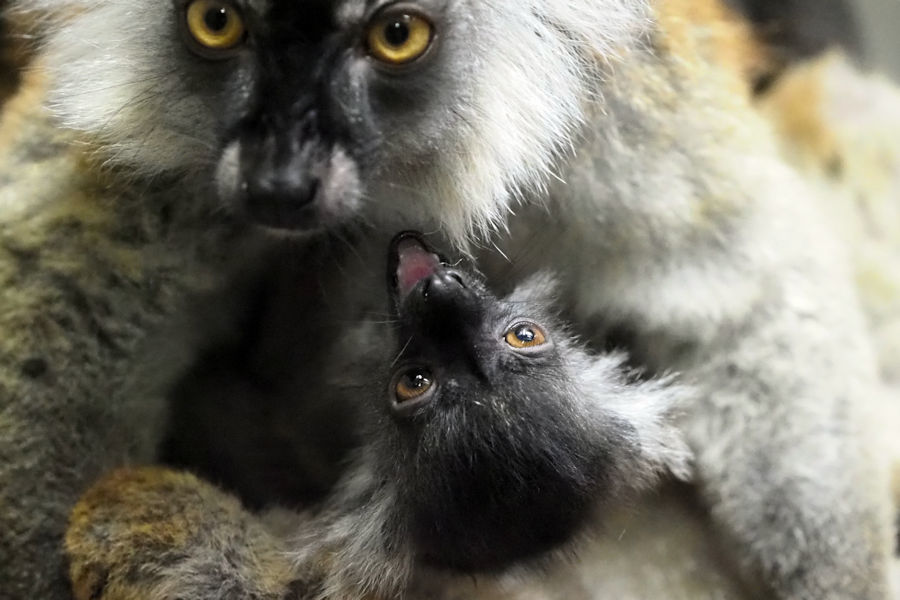 クロキツネザルの赤ちゃん 動物園放浪記