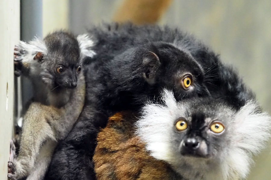 クロキツネザルの赤ちゃん 動物園放浪記