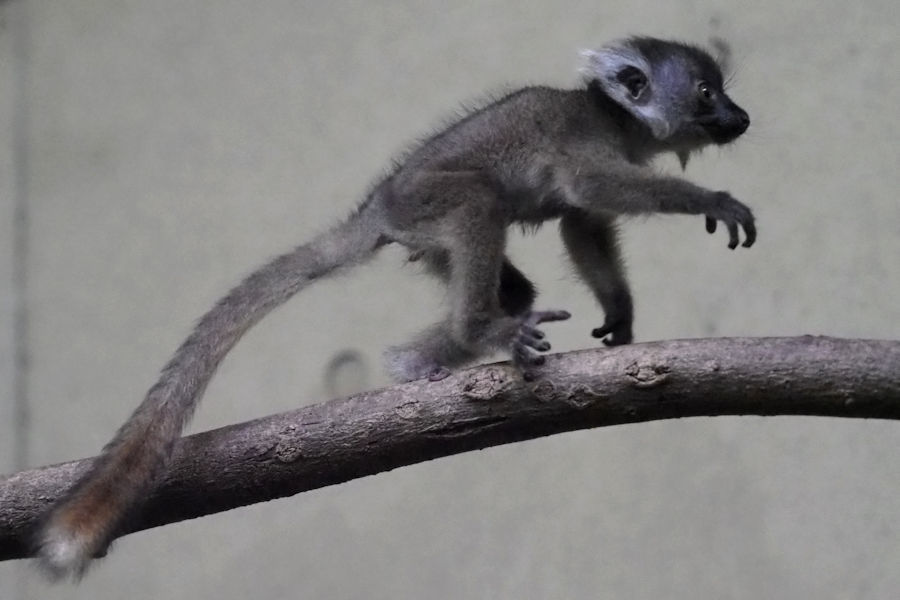 クロキツネザルの赤ちゃん 動物園放浪記