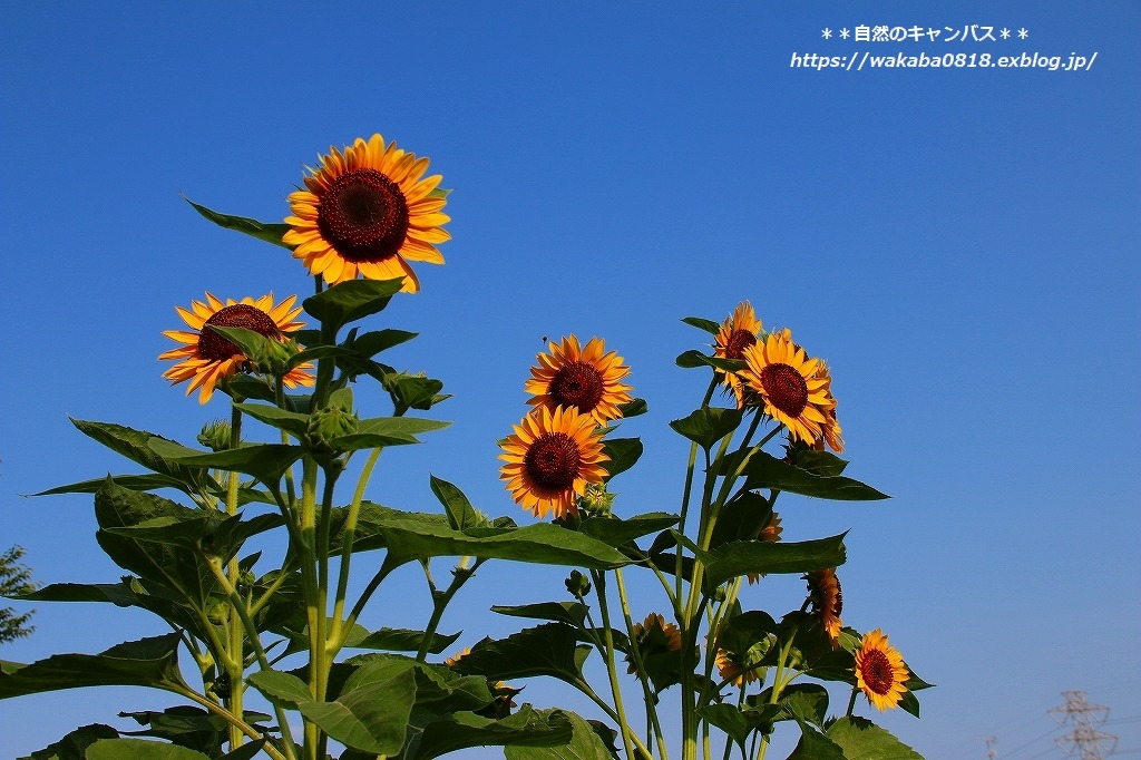 e0052135_15510114.jpg