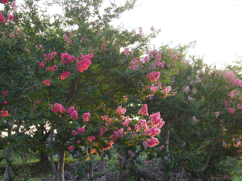 d0290240_10292238.gif