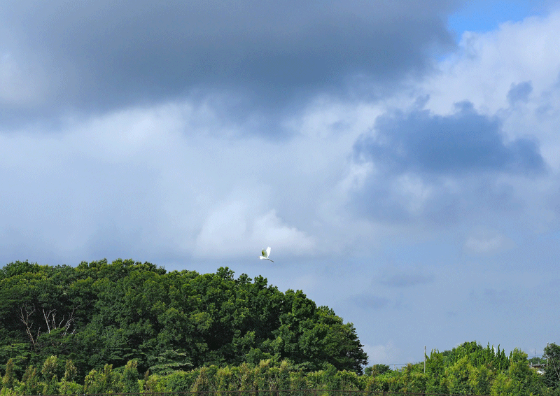 d0290240_10350366.gif