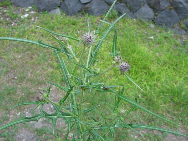 d0333943_14471326.jpg