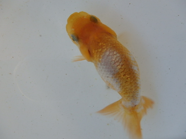 f0334143_7585261.jpg
