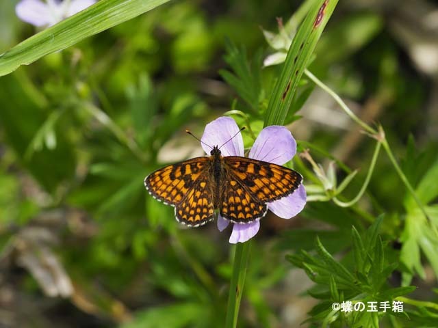 2018年7月中旬　ヒョウモンチョウたち_b0107948_20561011.jpg