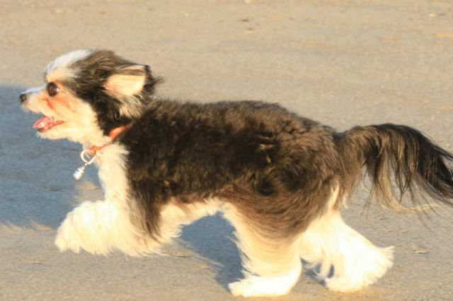 c0145250_09402426.gif