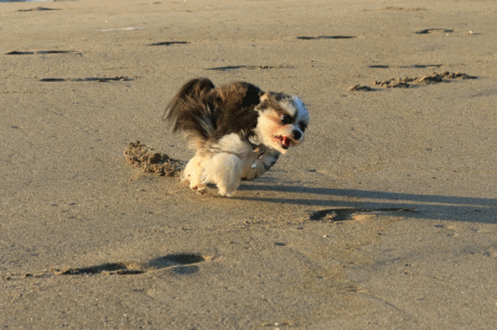 c0145250_09403156.gif