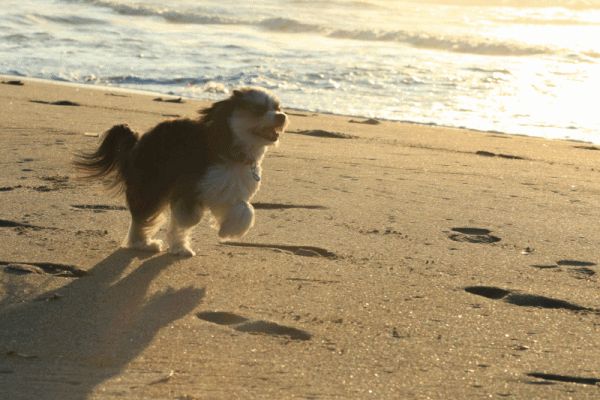 c0145250_09405741.gif