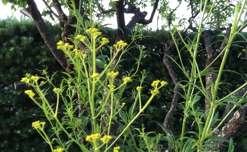 a0152454_06020070.jpeg