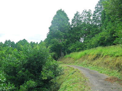 香り高き柚子（ゆず）　平成30年の青柚子の出荷予定と現在の様子　今のうち青唐辛子を購入しておいて下さい_a0254656_18461382.jpg