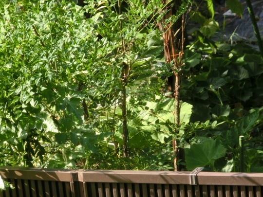 c0328559_20473550.jpg
