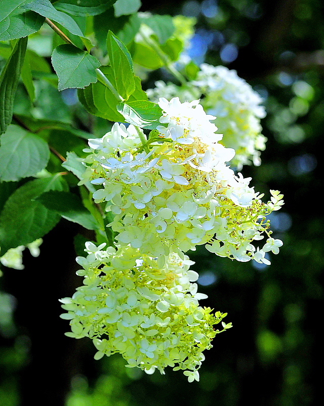 群馬の森で　花と虫_c0305565_17411119.jpg