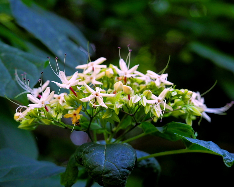 群馬の森で　花と虫_c0305565_17413305.jpg