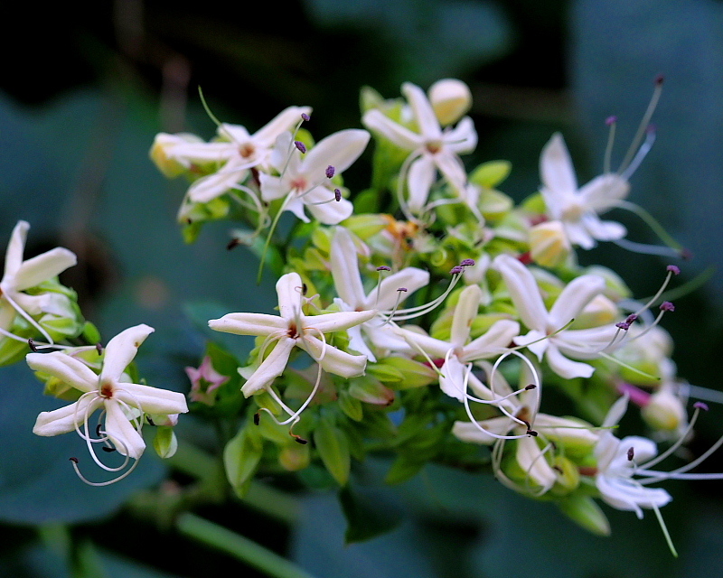 群馬の森で　花と虫_c0305565_17414115.jpg