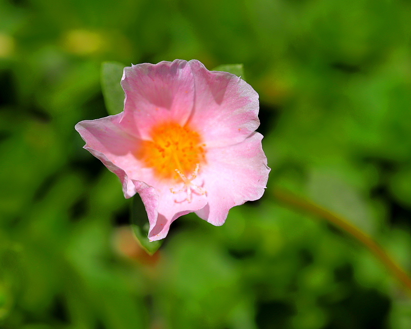 群馬の森で　花と虫_c0305565_17420496.jpg